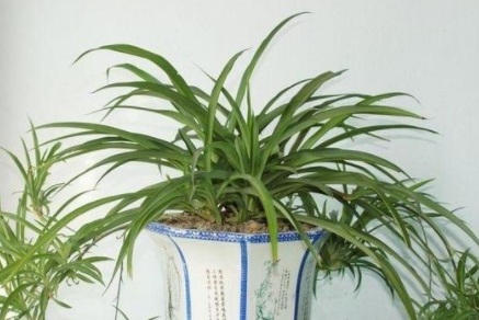 甲醛的克星是什么？